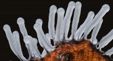 Slizovka - sestřenice hub, která umí chodit